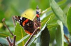 Vanessa atalanta Vanessa atalanta