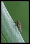 Moschina Moschina