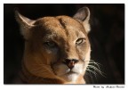 Puma Puma