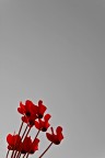 Rosse Rosse