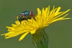mosca verde mosca verde