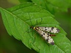 Mosca scorpione Mosca scorpione