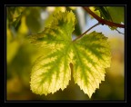 I colori dell'autunno 2 I colori dell'autunno 2
