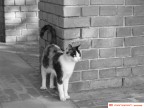 gatto a La Morra gatto a La Morra