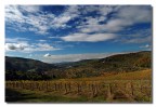 Vigne e nuvole 3 Vigne e nuvole 3
