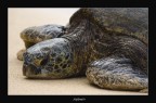 Giant Turtle Giant Turtle