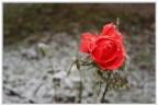 Rosa con neve Rosa con neve
