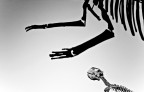 Dinosauro Dinosauro