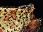 Macro di macro :) Macro di macro :)