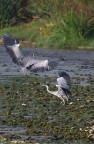 aironi sul fiume aironi sul fiume