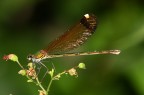 damigella damigella