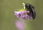 Xilocopia violacea Xilocopia violacea