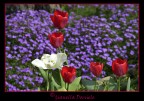 Tulipani Tulipani