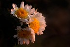 Ultimi fiori Ultimi fiori