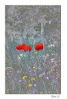 I colori dei fiori I colori dei fiori