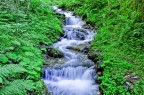 Una semplice ripresa di un ruscello nel bosco