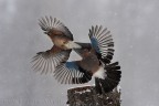 Ghiandaie - acrobazie aeree Ghiandaie - acrobazie aeree