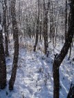 Bosco magico Bosco magico