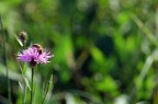 Occhebbuono il fiorellino Occhebbuono il fiorellino