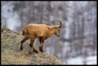 Prima volta che incontro questo splendido animale,� stata una grande emozione :)
Foto scattata a Pian della mussa - Val D'Ala (TO)