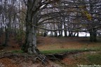 Il re della Foresta Il re della Foresta