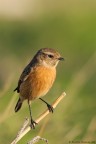 SAXICOLA TORQUATUS SAXICOLA TORQUATUS