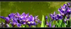 fiori (iris?) fiori (iris?)