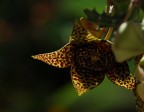STAPHELIA STAPHELIA