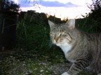 Gatto Gatto