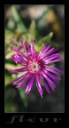 fleur fleur