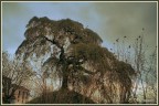 Albero delle streghe Albero delle streghe
