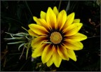 fiore fiore