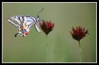 Papilio Macaon Papilio Macaon