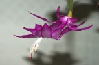 piccolo fiore 2 piccolo fiore 2