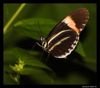 Butterfly Butterfly