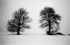 Due alberi Due alberi