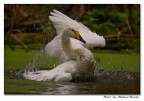 Cigno selvaticco Cigno selvaticco