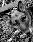il mio cane