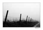 Svanire nella nebbia Svanire nella nebbia