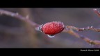 rosso mattutino rosso mattutino