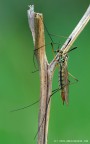 Tipulidae Tipulidae