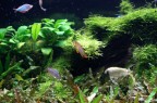 Acquario Acquario