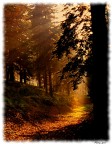 Luce Luce