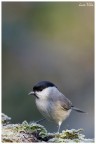 Cincia bigia-Parus palustris Cincia bigia-Parus palustris
