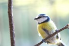 che uccello è? che uccello è?