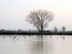 oasi "il Torrazzuolo" oasi "il Torrazzuolo"