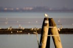Gabbiano su bricola Gabbiano su bricola