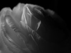 ranuncolo bianco ranuncolo bianco