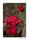 Rosso colore.... Rosso colore....