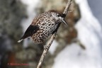 Nocciolaia Nocciolaia